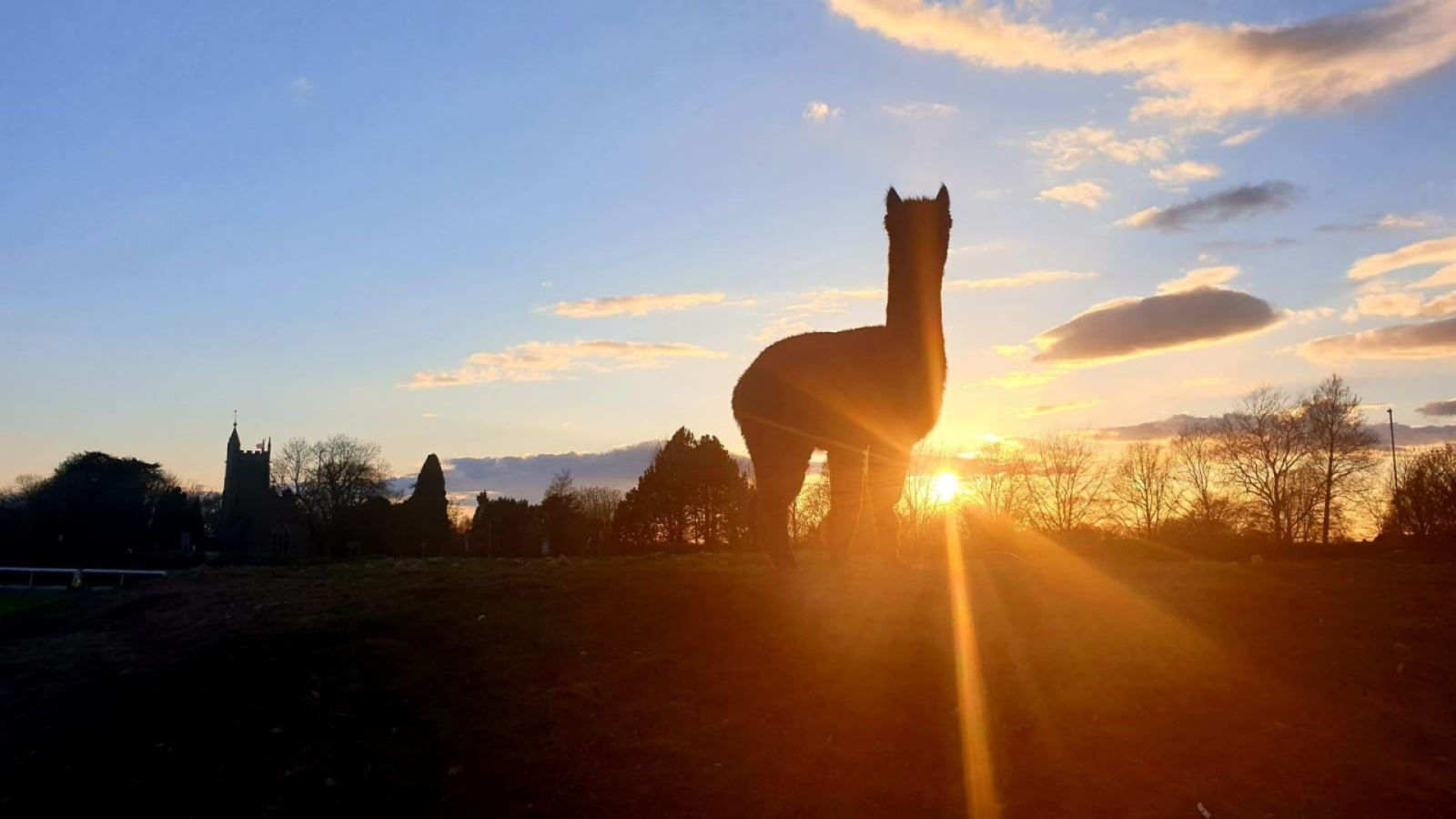 Alpaca stood on grass at sunset